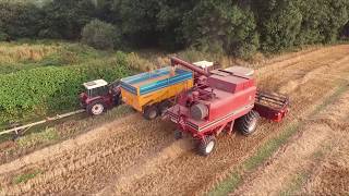 Moisson 2019 International 1460 axial flow [upl. by Anneirda]