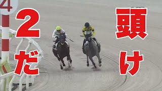 【珍事】まさかの2頭立てレース！！大井3R 2歳新馬2024 104 大井競馬場 優勝馬カミュ号 [upl. by Enier]