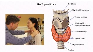 The Thyroid Exam and Physical Diagnosis of Thyroid Disease [upl. by Ecerehs557]