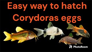 corydoras eggs the easy way to breed and bring up corydoras fry [upl. by Leonor]