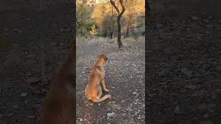 ORMANIN MELEKLERİNİ MAMA VE SEVGİ İLE BESLİYORUZ youtube yourdog youtubeshorts animals köpek [upl. by Anuahsar]