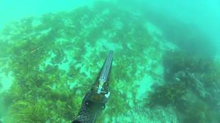 Spearfishing the Illawarra 4 [upl. by Vivianne]