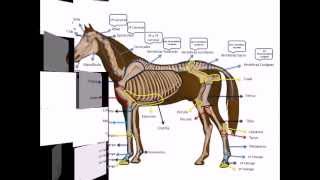 Osteología de un equino con Dheikson Bergmann [upl. by Nogras]