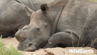 WildEarth  Sunrise Safari  20 January 2024 [upl. by Alithia]