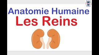 Anatomie des Reins Histologie du glomerule renale des cours sur le corps humain [upl. by Wawro]