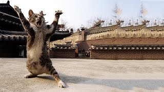 Funny Ninja Cat 2014 HD [upl. by Theurich]