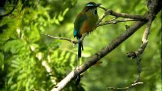 Turquoisebrowed Motmot Eumomota superciliosa [upl. by Htaeh94]