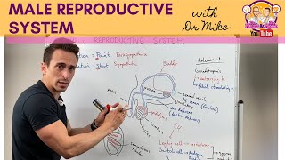 Male Reproductive System [upl. by Kappel]