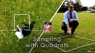 Sampling with Quadrats  GCSE Biology Required Practical [upl. by Swanson]