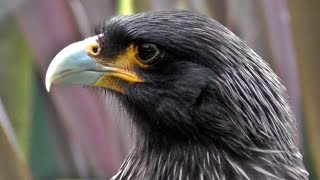 Striated Caracara  Johnny Rook [upl. by Skurnik]