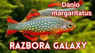 RAZBORA GALAXY  Danio margaritatus  Rybka do Nano Akwarium [upl. by Eiblehs]