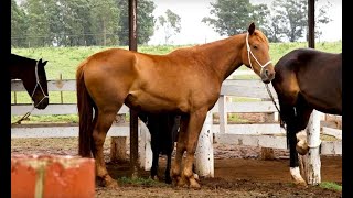 Coudelaria de Rincão de São BorjaRS de onde saem os novos cavalos do Exército Brasileiro [upl. by Jutta]