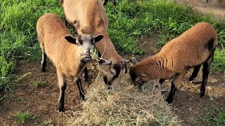 American Blackbelly Sheep [upl. by Aduhey]