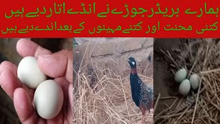 ہماراکالاتیتربریڈرےنے 9 ماہ بعد اندے دیدیئےہیں  Mahare kala titar jorey ne Andy dediy hine [upl. by Montagna]