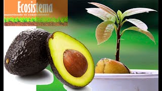 Como Cultivar aguacate desde cero [upl. by Januisz778]