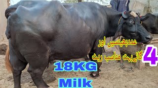 4 adad pure neeli ravi gabhan and sajri soi buffalo big auder quality top milk capacity buffalo [upl. by Aisilef]