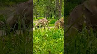 Punjab Urial  Urial  Wildlife of Pakistan  Urial Rams  Urial Rams Grazing  Urial Eating Corn [upl. by Mansur]