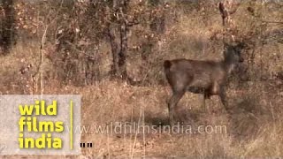 Sambar deer in Kanha National Park [upl. by Ardnasyl]