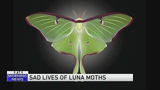 The fleeting lives of luna moths [upl. by Ditter]