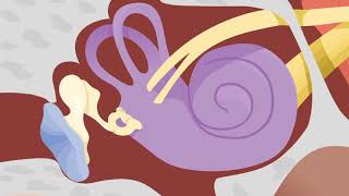 How the Ears Work  Nemours KidsHealth [upl. by Ahders585]