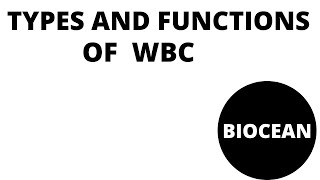 types of wbc simplified white blood cells classificationfunctions of white blood cells [upl. by Hadihahs400]