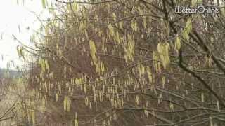 Pollen schwärmen wieder aus  Leidenszeit für Pollenallergiker [upl. by Odlopoel461]