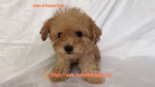 Aiden of Caniche Pudel an Apricot poodle puppy 9 weeks old [upl. by Duwe]