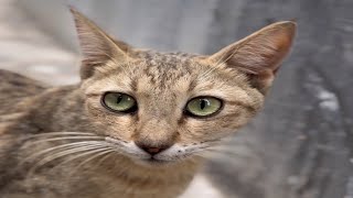 Type Of Cat Black Cat  White Cat Brown Cat  New Video [upl. by Yelrebmyk209]