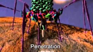 Infection by a bacteriophage T4 [upl. by Deborath]