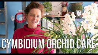 Cymbidium Orchid Care [upl. by Shari211]