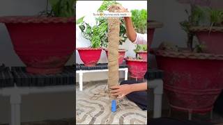 Diy moss stick🌿 plantsgardeningytshorts [upl. by Randell]