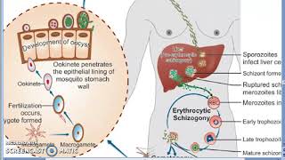 Parasitology 075 e Plasmodium Malaria Liver Schizogony Schizont RBC human trophozoite erypthrocyte [upl. by Siugram]