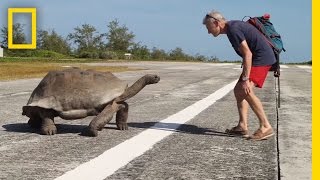 Explorer Interrupts Mating Tortoises Slowest Chase Ever Ensues  National Geographic [upl. by Idonah131]