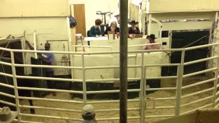 Texas Cattle Auction [upl. by Willcox]