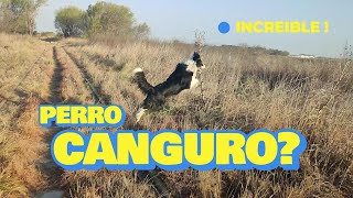 es un perro canguro [upl. by Adnomar]