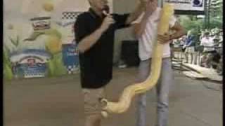 Snake Slithers Into Reporters Pants On Live TV [upl. by Ahselef133]