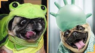 Pug Videos Funny  Pug Dog Funny Videos  Try Not To Laugh [upl. by Nilyarg953]