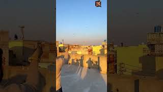 Big kite flying ✌️ basant2024 pindibasant kiteflying shorts [upl. by Marras]