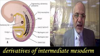 General embryology intraembryonic mesoderm [upl. by Merill758]