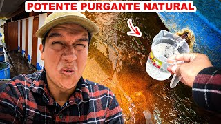 Probé el famoso LAXANTE NATURAL que LIMPIA PURGA Y REJUVENECE  Jordy Aventurero [upl. by Nnylaehs]