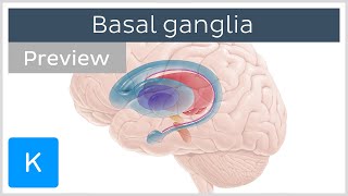 Basal ganglia Pathways and functions preview  Human Neuroanatomy  Kenhub [upl. by Mercedes]