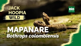 Mapanare  Bothrops colombiensis   Jack Hoopia Wild [upl. by Travis]