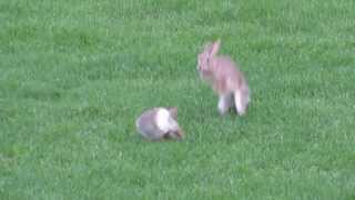 Jumping bunnies [upl. by Haerb]