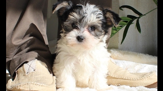 The CUTEST MORKIE FEMALE Puppies for sale [upl. by Dibb]