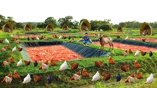 Genius Method for Successful Freerange Chicken Farming I Built the Most Profitable Freerange Farm [upl. by Melita]