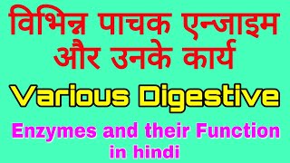 पाचक एन्जाइम और उनके कार्य  Various digestive enzymes and their function  Enzymes in hindi [upl. by Dlorrej814]