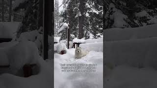 Why do Samoyeds always look so happy dog samoyed [upl. by Nraa]