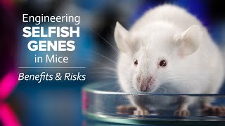 Engineering ‘Selfish’ Genes in Mice Benefits and Risks  Exploring Ethics [upl. by Bencion]