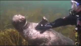 A diver gets up close with a seal on the Isles of Scilly [upl. by Eceirehs]