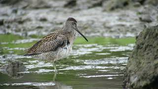 Short billed Dowitcher Paul do Cabo da PraiaTerceira Azores 16092024 [upl. by Lenox]